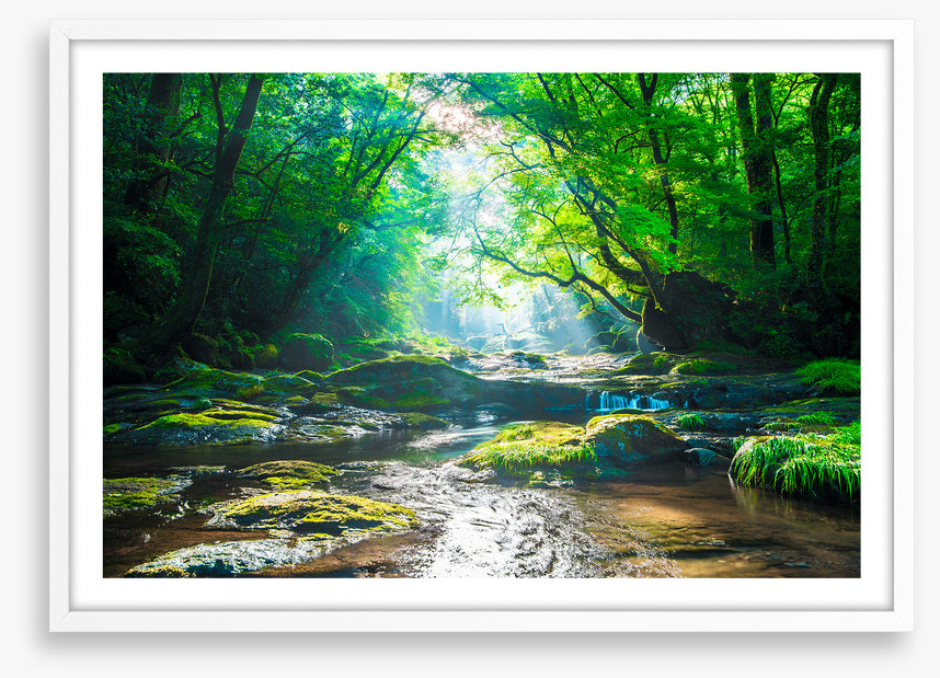Forest river rays