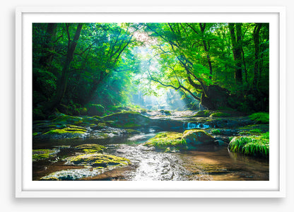 Forest river rays