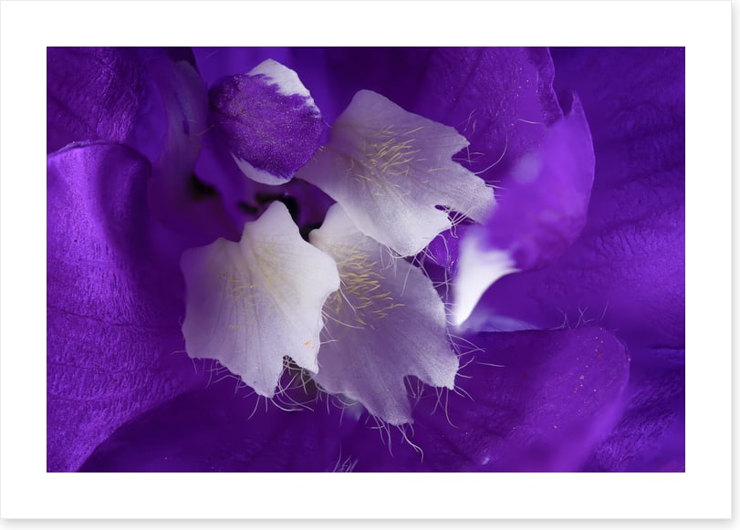 Delphinium