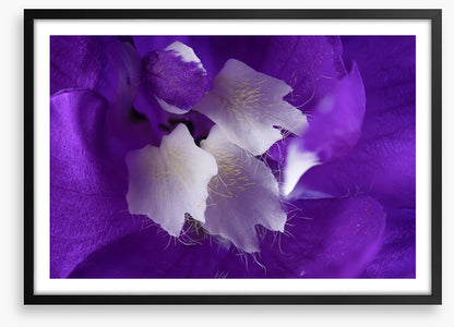 Delphinium