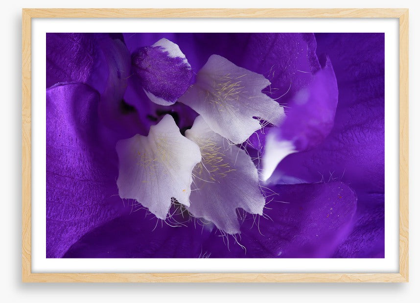 Delphinium