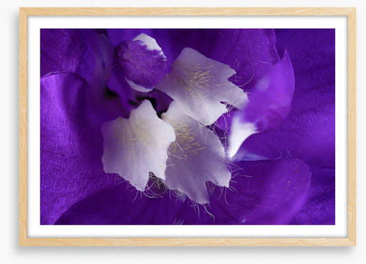 Delphinium