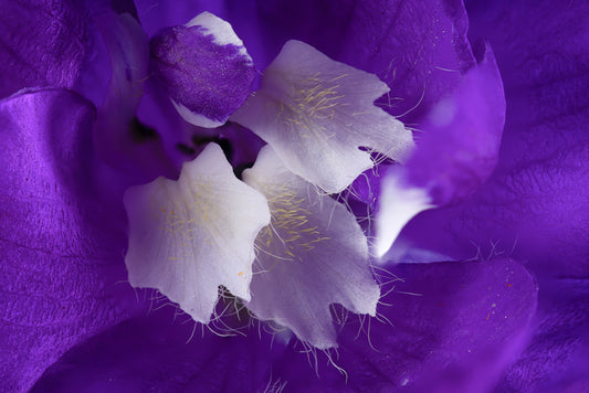 Delphinium