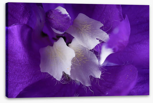 Delphinium