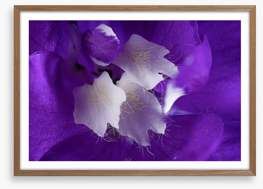 Delphinium