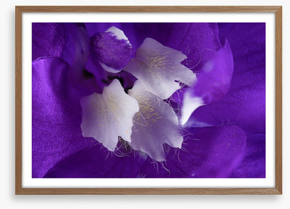 Delphinium
