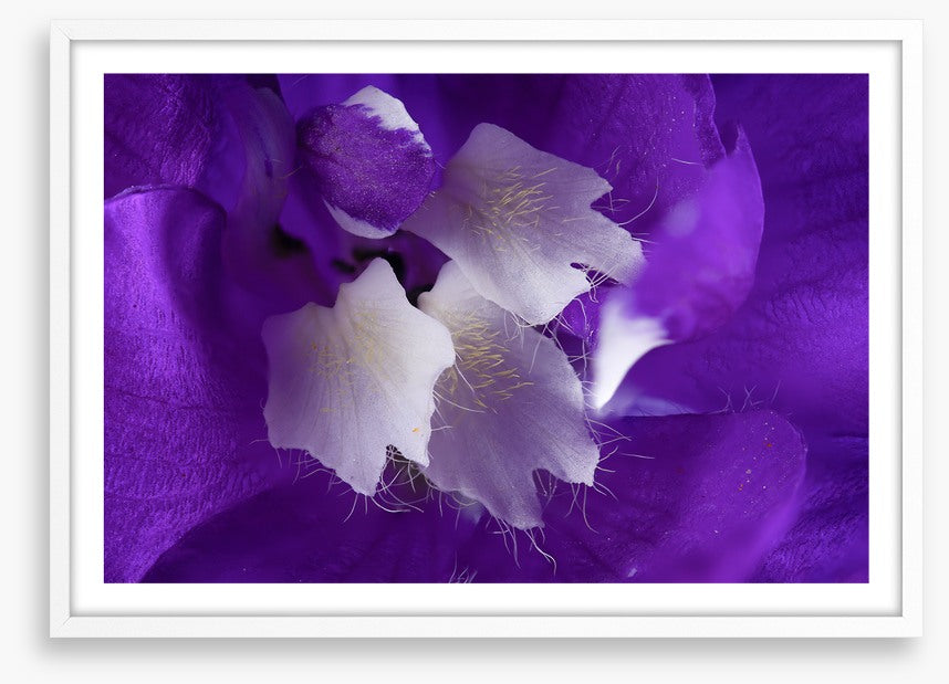 Delphinium