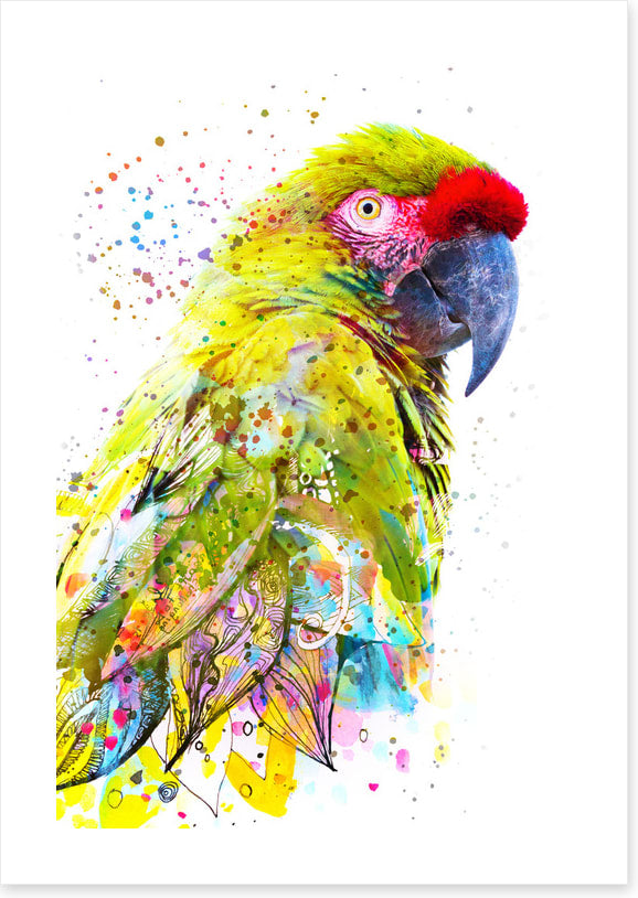 Party plumage I
