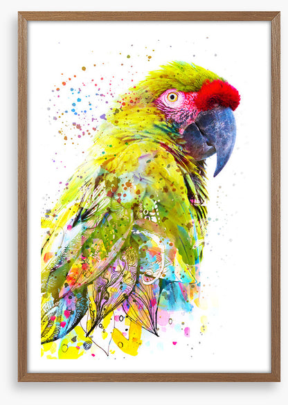 Party plumage I
