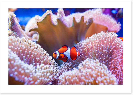 Coral clown