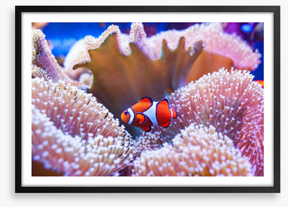 Coral clown