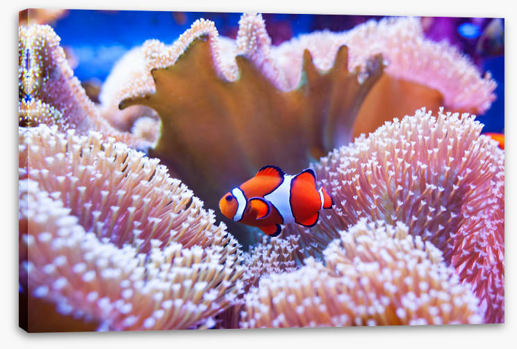 Coral clown