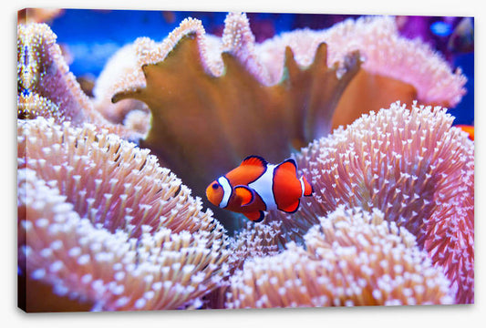 Coral clown