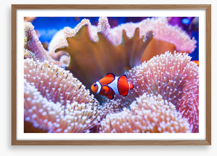 Coral clown