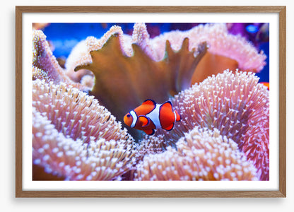 Coral clown
