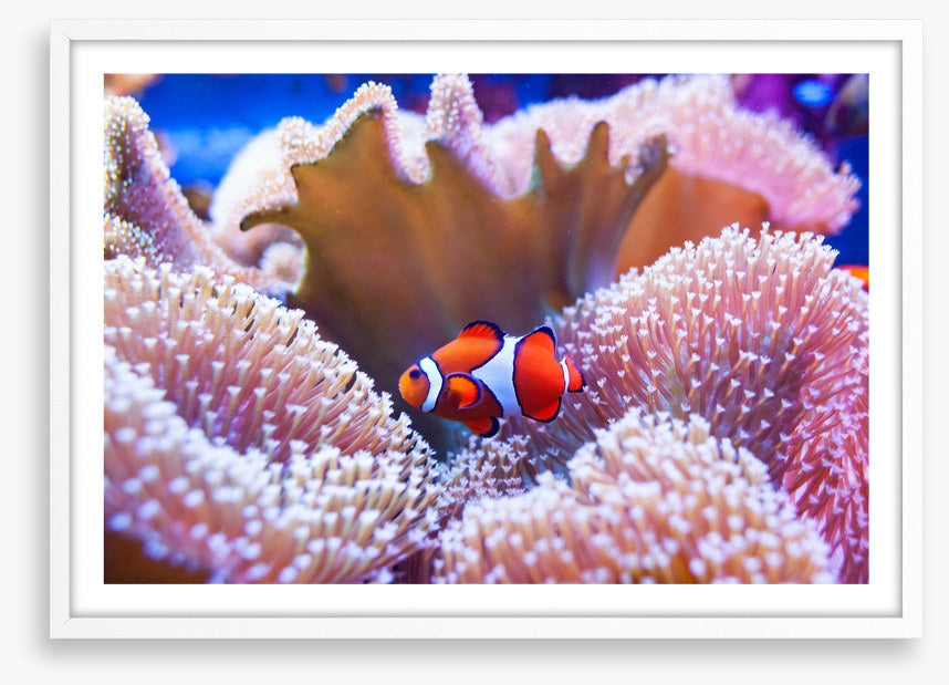 Coral clown