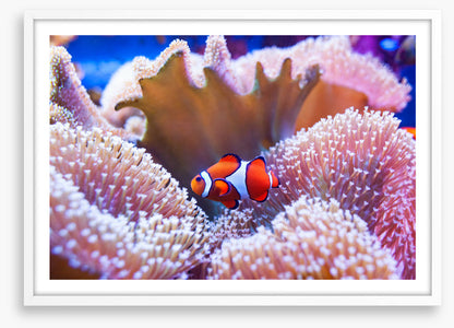 Coral clown