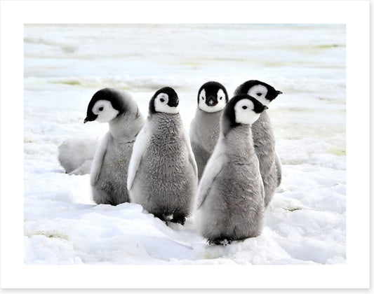 Penguin playdate