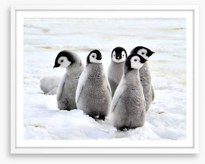 Penguin playdate