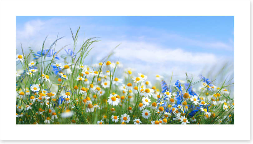 Chamomile breeze