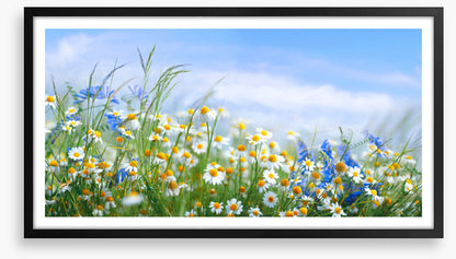 Chamomile breeze