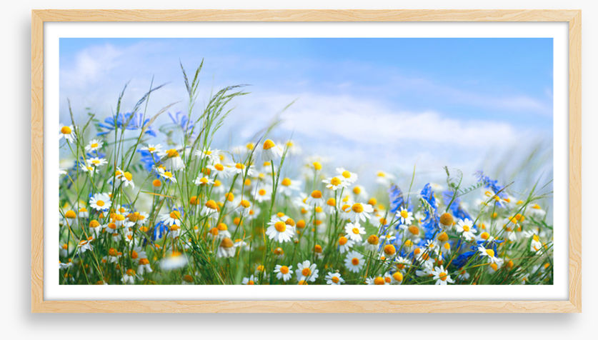 Chamomile breeze