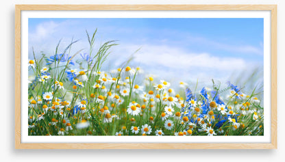 Chamomile breeze