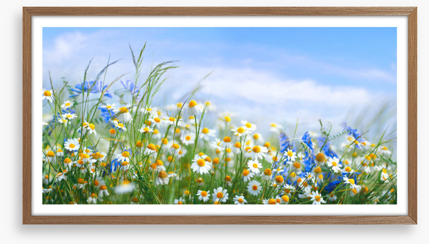 Chamomile breeze