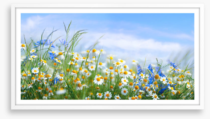 Chamomile breeze