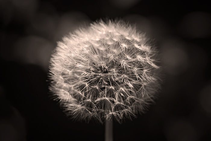 Before the breeze