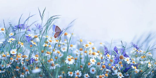 Chamomile flutter