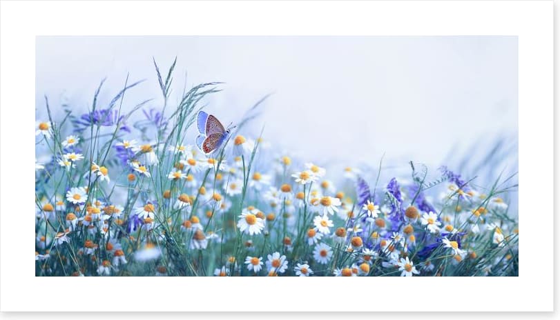 Chamomile flutter