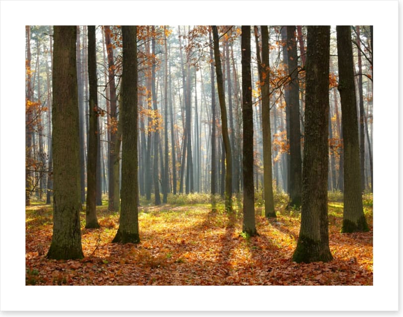 Fall forest sunshine