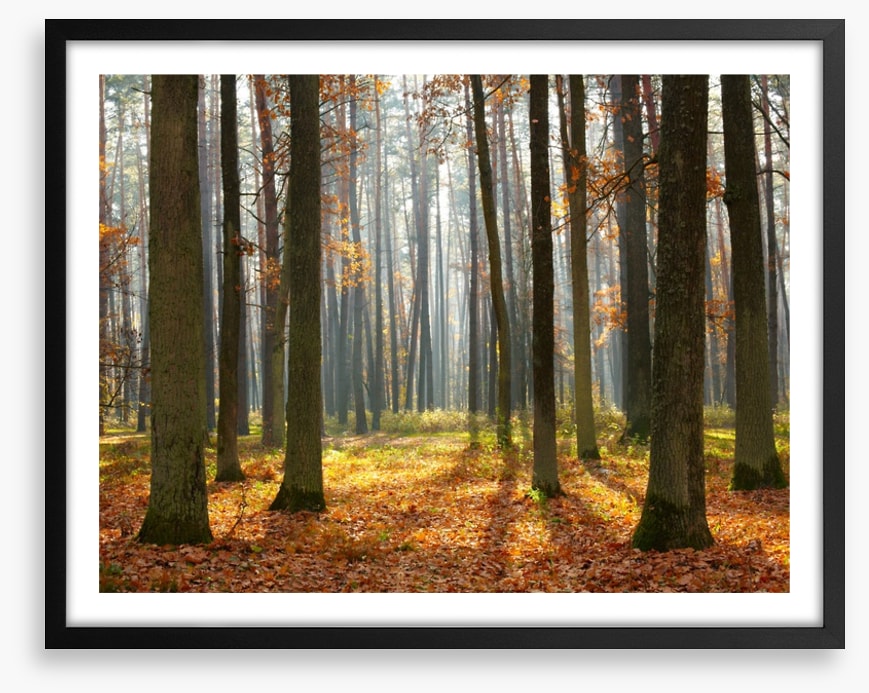 Fall forest sunshine