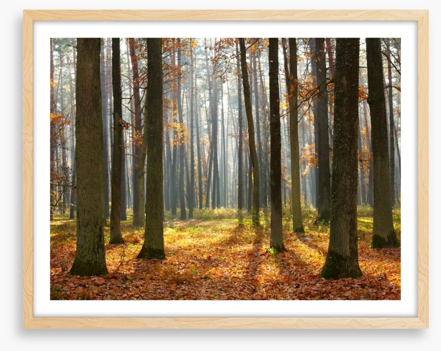 Fall forest sunshine