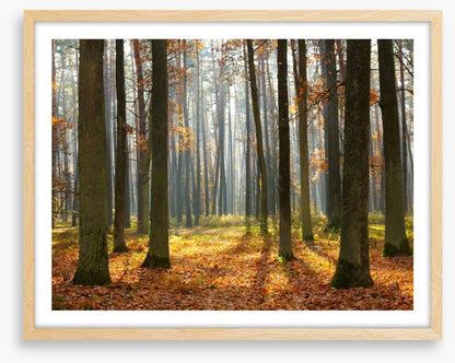 Fall forest sunshine