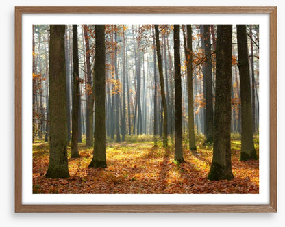 Fall forest sunshine