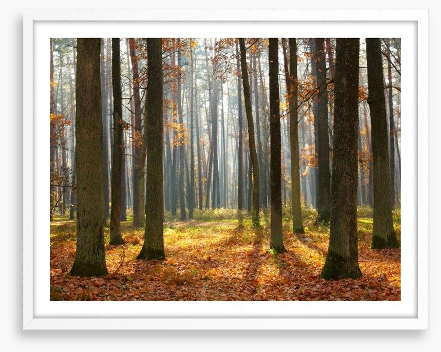 Fall forest sunshine