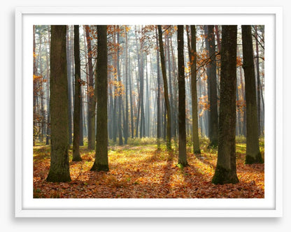 Fall forest sunshine