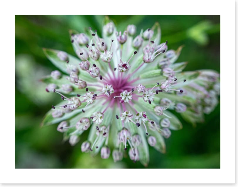 Baffling bloom 1