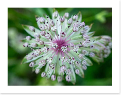 Baffling bloom 1