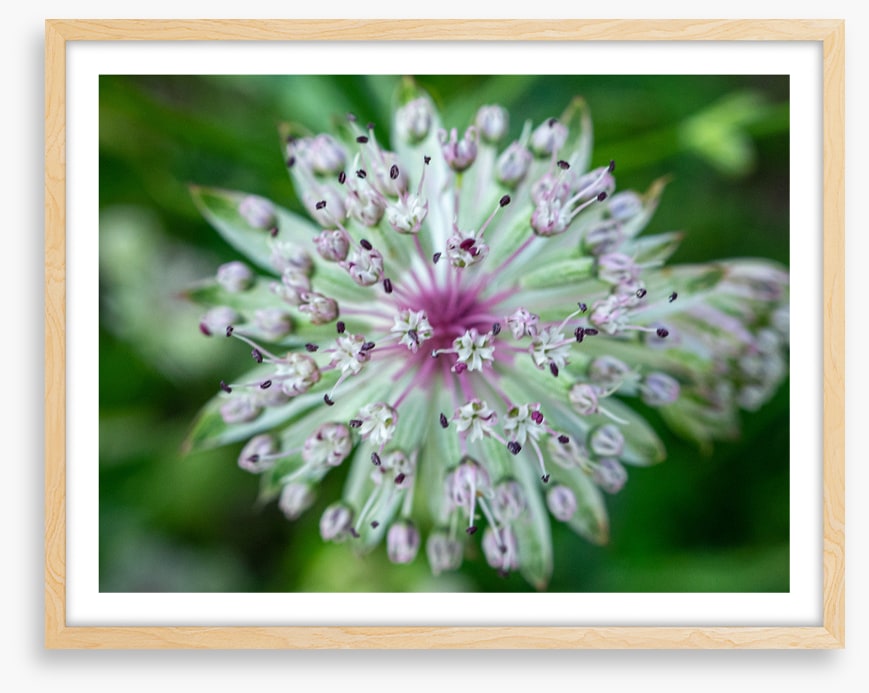 Baffling bloom 1