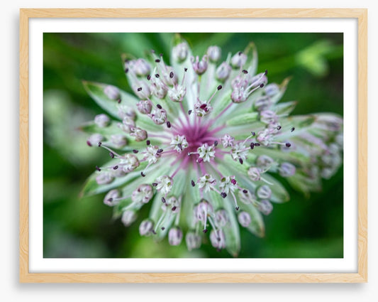 Baffling bloom 1