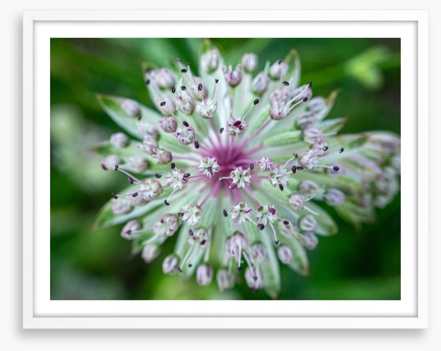 Baffling bloom 1