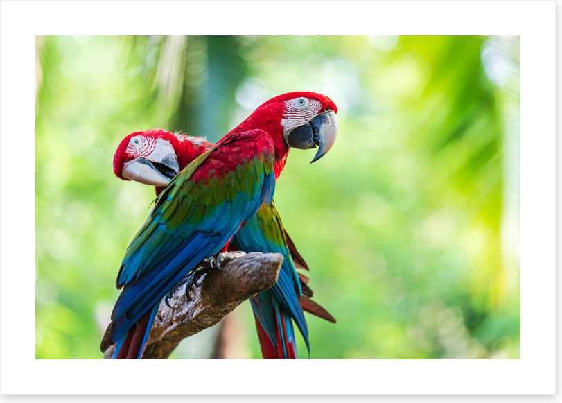 Birds