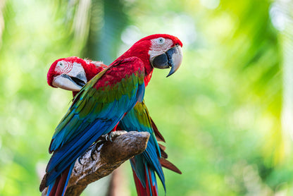 Birds