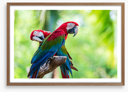 Birds