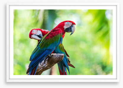 Birds