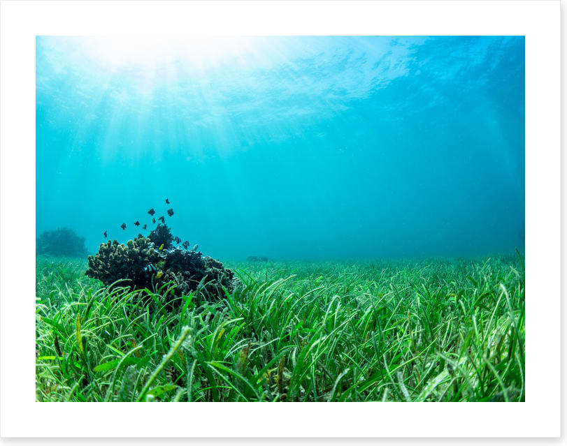 Sea grass lawn