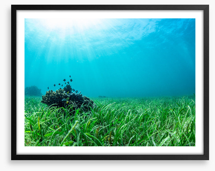 Sea grass lawn